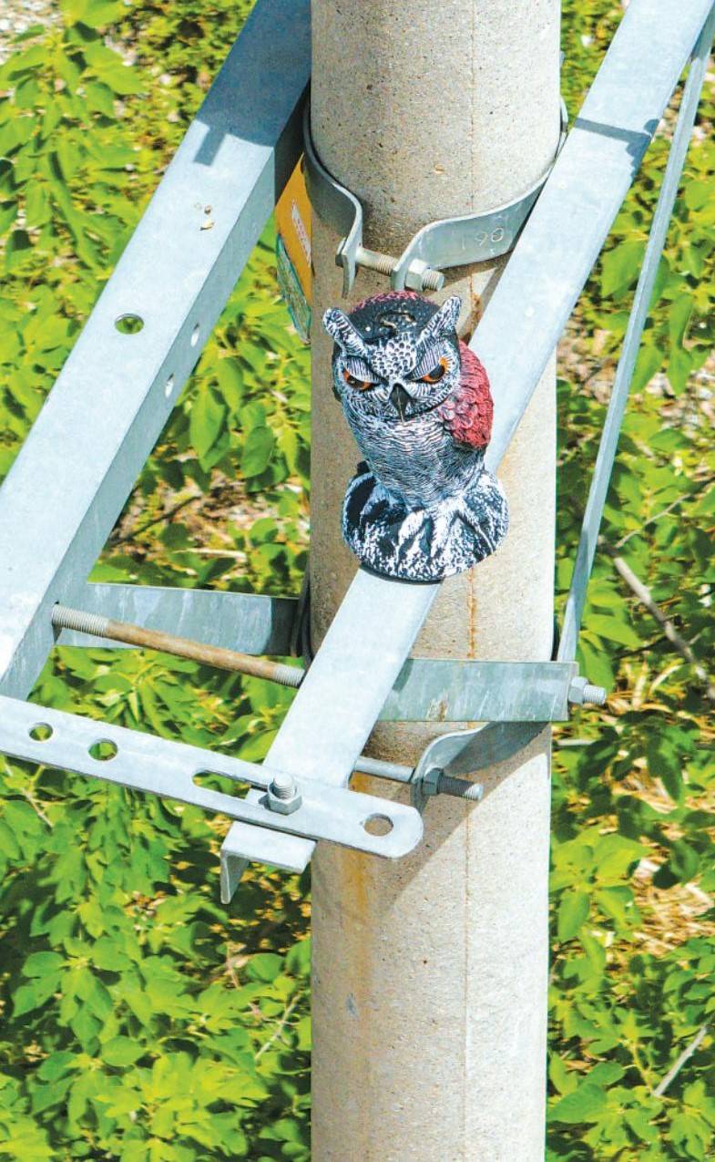 武汉：50多只“猫头鹰”在电塔上“站岗” 提醒鸟儿别靠近