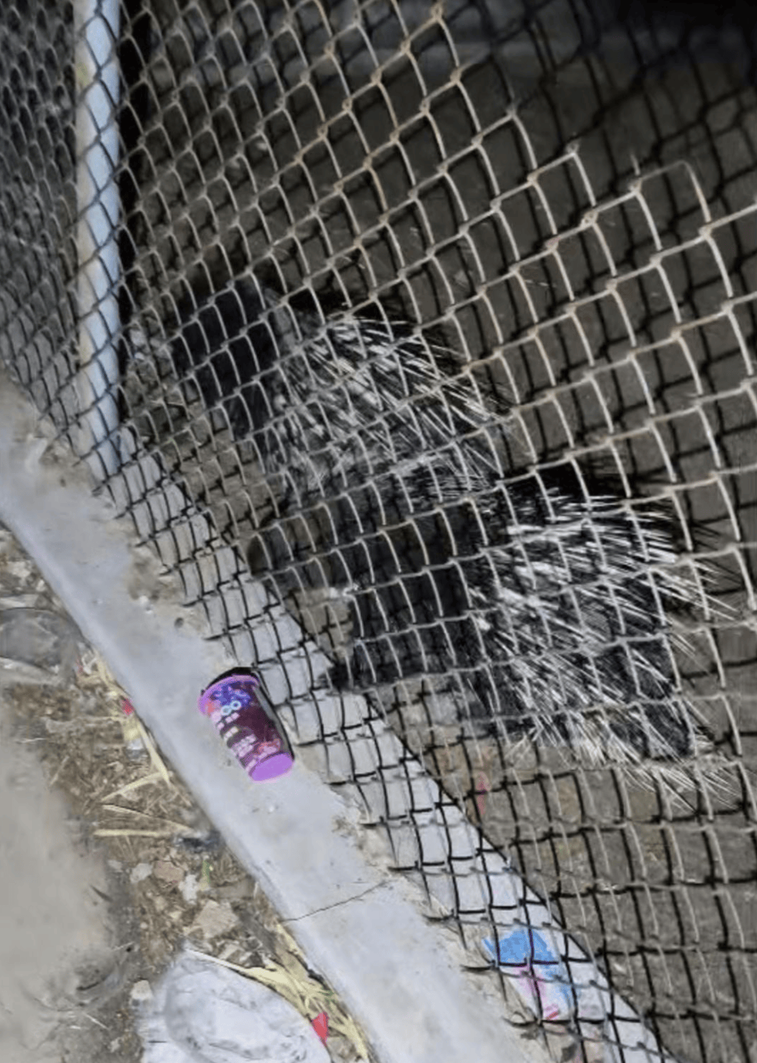 “废弃动物园”的一只猴子与两只豪猪，被改变的命运背后｜红星特稿