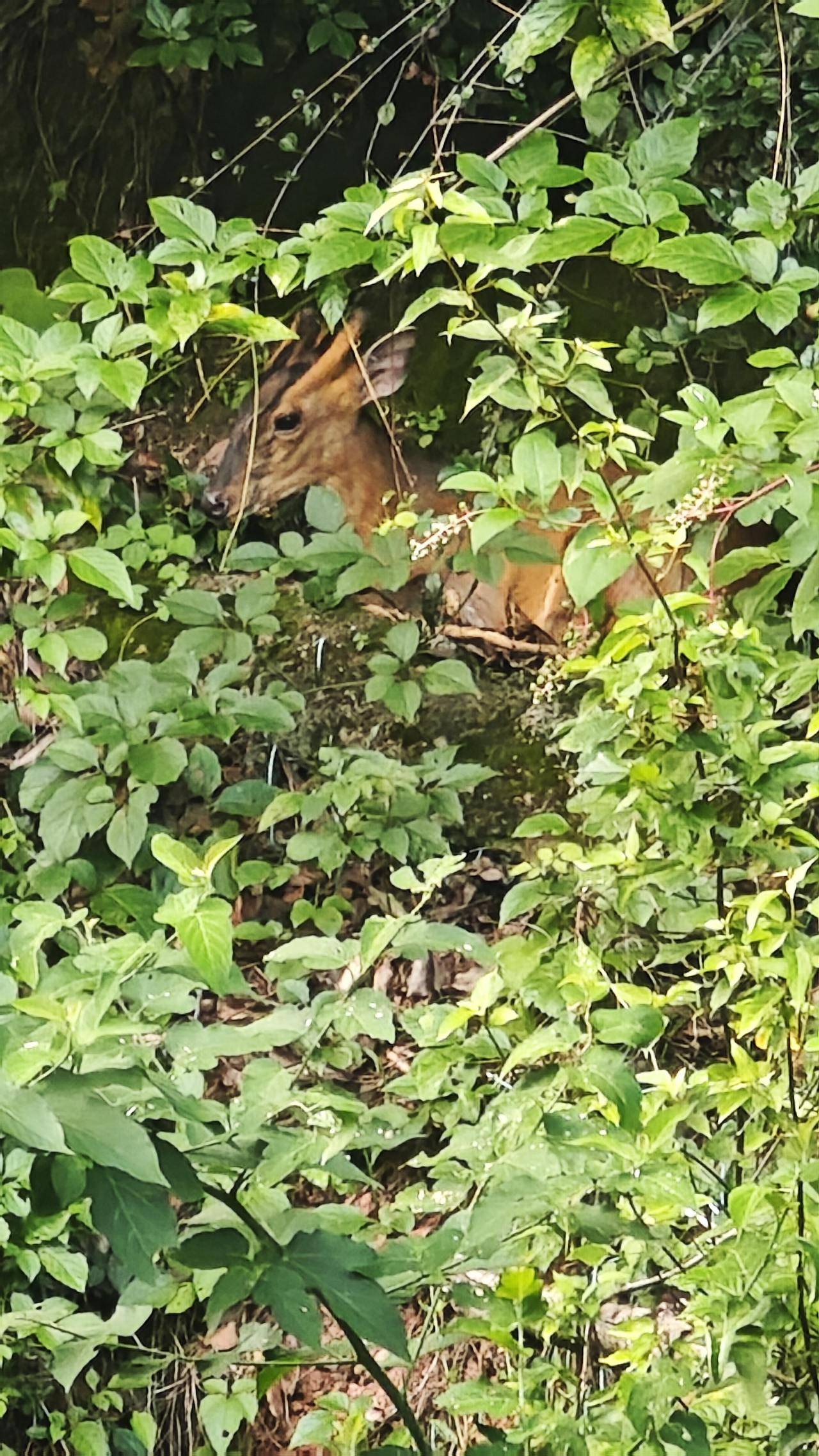 杭州一居民家阳台成了“观麂点”:8年来,黄麂邻居常相见