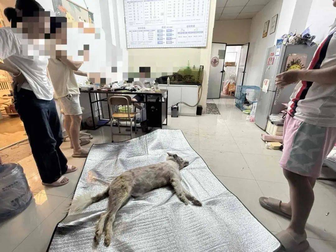 福建一宠物店给狗洗澡后放进烘干箱烤死?涉事门店曾谎称中暑,现已闭店 福建一宠物店给狗洗澡后放进烘干箱烤死?涉事门店曾谎称中暑,现已闭店
