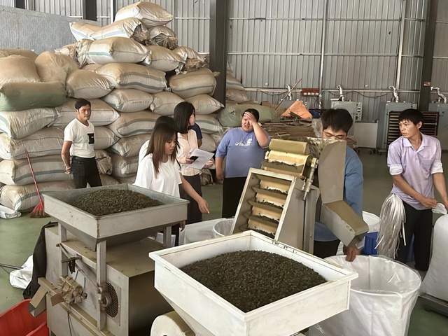 福建农大学子三下乡：探寻茶业新动能 青春助力乡村振兴