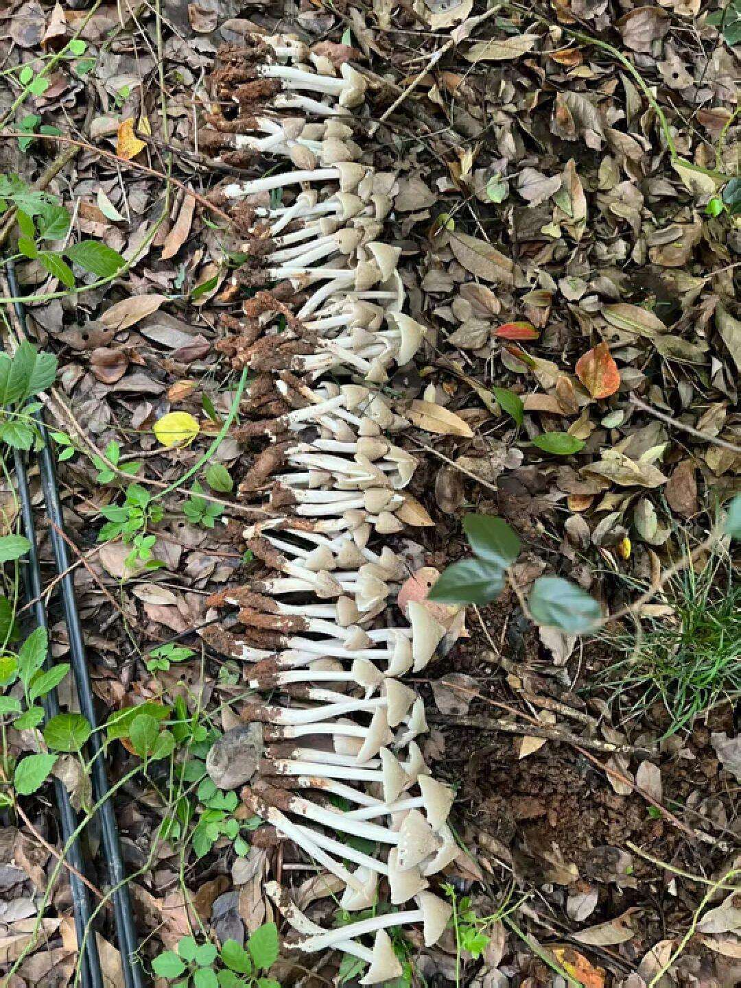 云南姑娘今年在杭州采了200斤鸡枞菌！专家提醒→