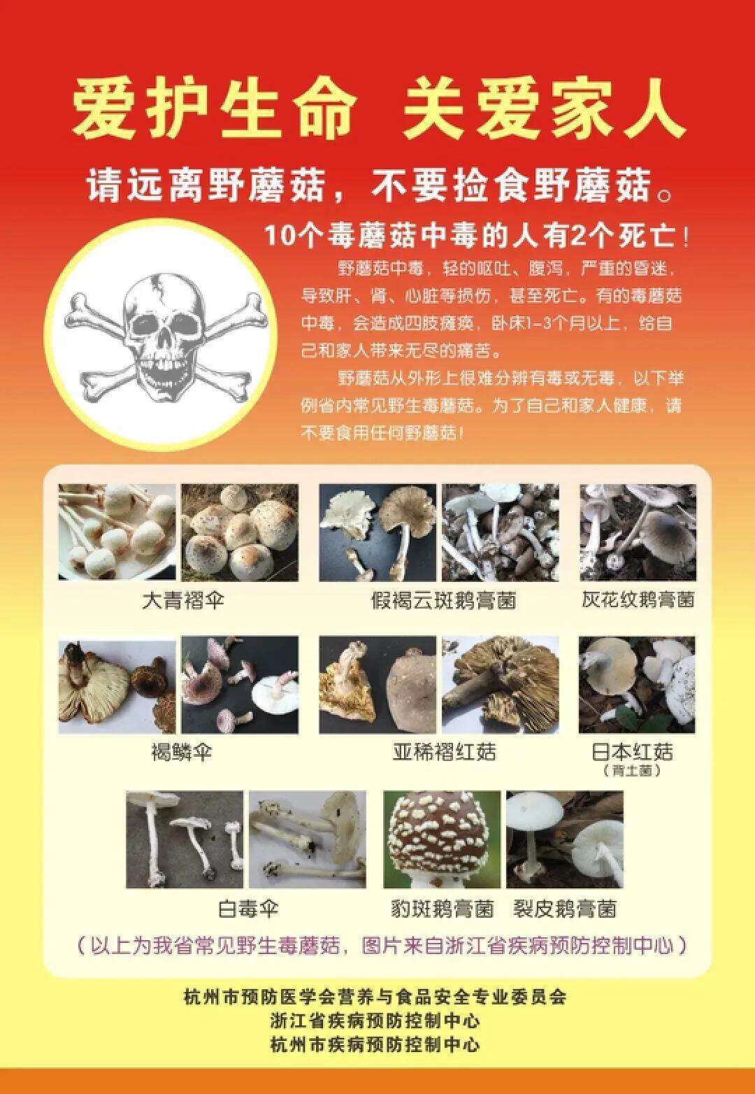 云南姑娘今年在杭州采了200斤鸡枞菌！专家提醒→