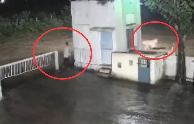 印度一男子后院与狮子相逢，双方都被吓懵，狮子扭身先逃