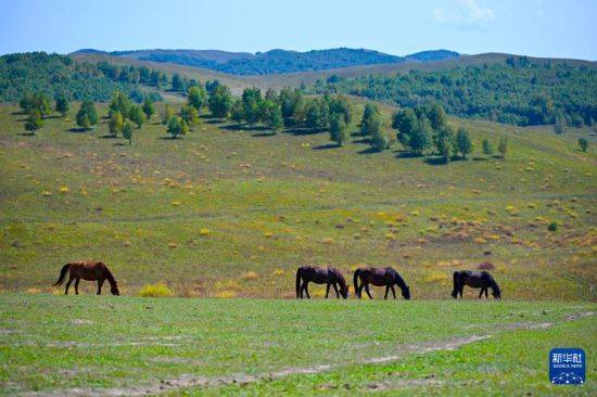 初秋的乌兰布统草原