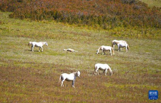初秋的乌兰布统草原