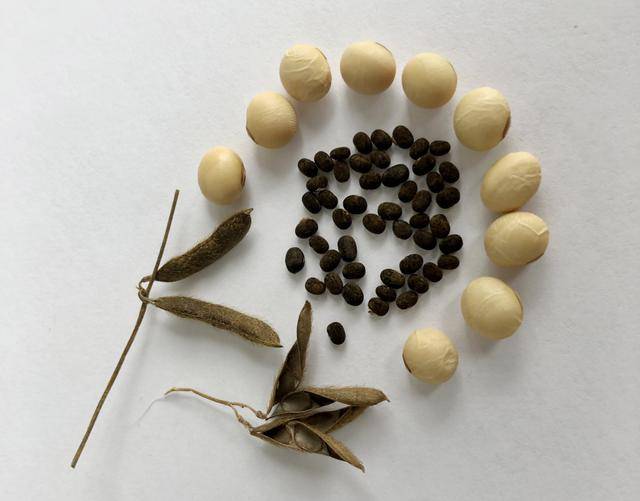 青岛再添野生大豆踪迹！南辛安河公园现群落生长，专家提醒“价值珍贵需保护”